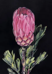 Exotische roze protea