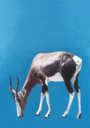 Grazende blesbok