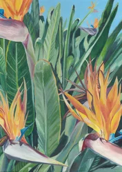 Levendige paradijsvogel