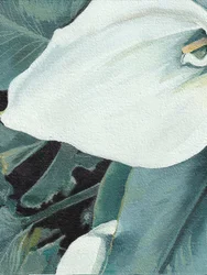 Witte calla in bloei