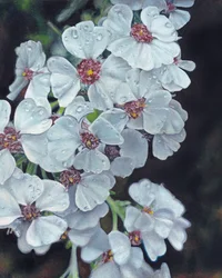 Witte bloemen met dauwdruppels