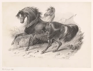 Twee wilde paarden