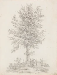 Breedbladige boom