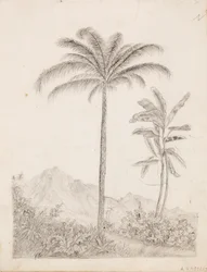 Palmbomen