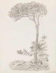 Bomen