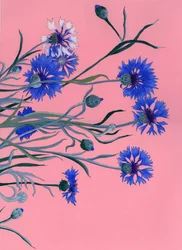 Blauwe korenbloemen op roze