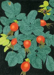 Botanische rozenbottels