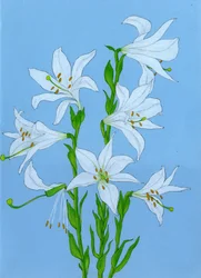 Elegante witte lelies