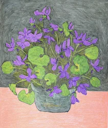 Paarse viooltjes in pot