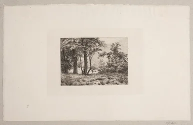 Eikenbomen aan de rand van een bos