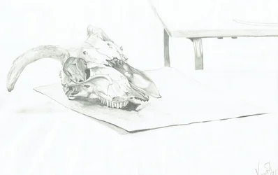 Schedel