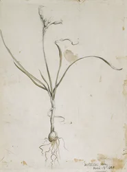Bloem en bol, Wichita Mts. 13 april 1869