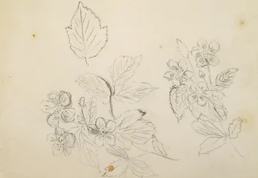 Recto: Bloemenstudie, 1869-1871