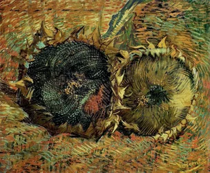 Twee gesneden zonnebloemen, 1887