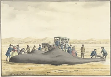 Aangespoelde potvis op het strand tussen Zandvoort en Wijk aan Zee, 20 februari 1762, op de rug gezien
