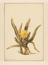 IJskruid met gele bloemen