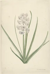 Wit-lichtblauwe hyacint
