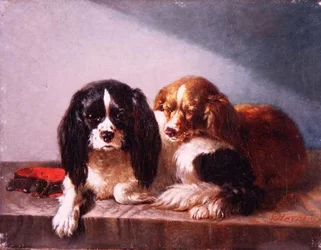 Een paar Cavalier King Charles-spaniels op een richel