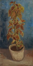 Bloempot met coleus