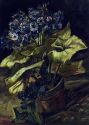 Cineraria in bloempot