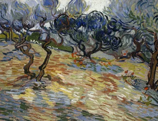 Olijfbomen: helderblauwe lucht
