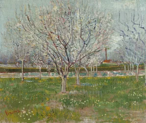 Boomgaard in bloei (pruimenbomen)