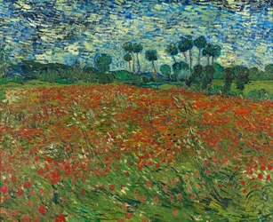 Papaverveld