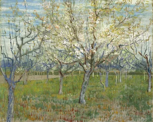 De roze boomgaard, ook Boomgaard met bloeiende abrikozenbomen