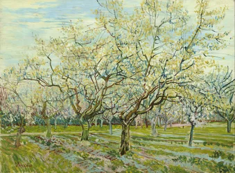 De witte boomgaard