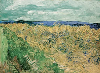 Korenveld met korenbloemen