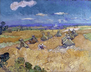 Korenveld met schoven en maaimachine