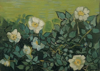 Wilde rozen