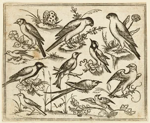 Elf vogels zittend op bloeiende takken en kleine takjes, 1557