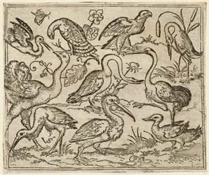 Struisvogel aan de linkerkant met negen andere vogels, waaronder een reiger en een pelikaan, 1557