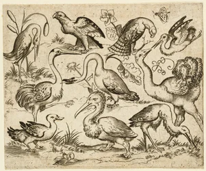 Struisvogel aan de linkerkant met negen andere vogels, waaronder een reiger en een pelikaan