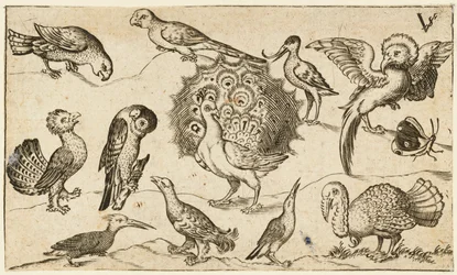 Pauw in het midden, omringd door negen andere vogels, waaronder een kalkoen, en een vlinder..., 1572.