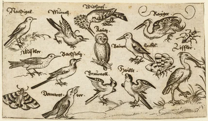 Twaalf soorten vogels, waaronder een uil en pelikaan, individueel gelabeld en gepositioneerd