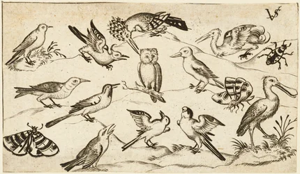 Twaalf soorten vogels, waaronder een uil en pelikaan, individueel gelabeld en gepositioneerd..., na