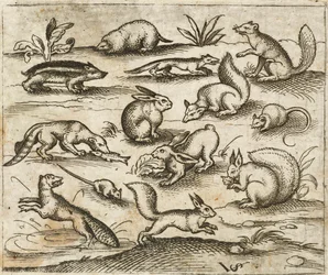 Groep kleine bosdieren die rond een vijver eten en rennen, waaronder muizen, een konijn, een eekhoorn, een wasbeer, een bosmarmot, een fret, een marter en een das