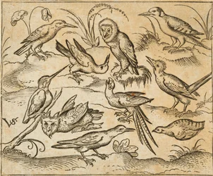 Tien vogels zittend op takken en graspollen, waaronder twee uilen en in het midden een vogel met lange staartveren die met achterovergebogen kop tjilpt, uit Douce Ornament Prints Album I