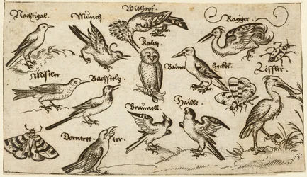 Twaalf soorten vogels, waaronder een uil en pelikaan, individueel gelabeld en gepositioneerd op een minimale ondergrond omringd door een mot, vlinder en lieveheersbeestje, uit Douce Ornament Prints Album I