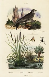 Alpengierzwaluw, lisdodde, kever en wesp, 1834-1839 (gravure)