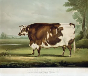 Een kort gehoornd os, gegraveerd door John Day, 1856