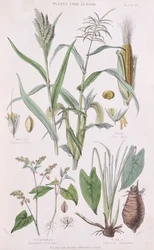 Millet, Maïs, Boekweit en Taro, illustratie uit A History of the Vegetable Kingdom door William Rhind, 1872