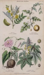 Senna; Colocynth; Jalap; Ricinusolie (gekleurde gravure)