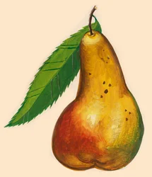 Peer met blad, tekening