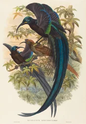 Epimachus speciosus (Sikkelbek Paradijsvogel)