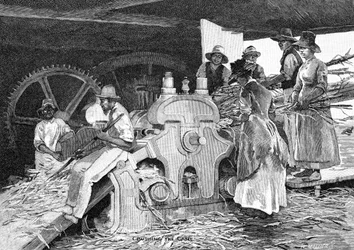 Het suikerriet pletten, 1886