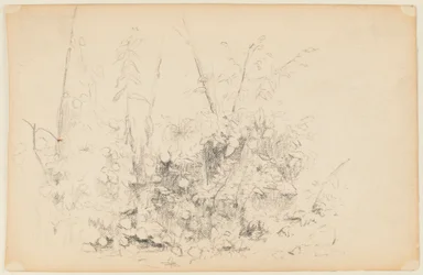 Schets van Wilde Planten
