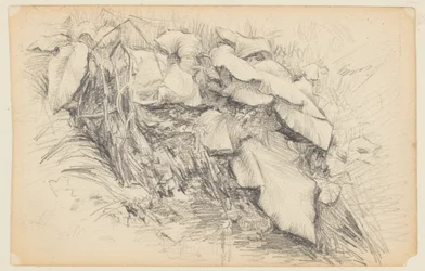 Studie van gras en planten